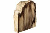 Polished, Petrified Wood (Metasequoia) Stand Up - Oregon #185140-2